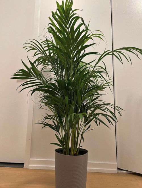 Large Cat Palm House Plant With Pot