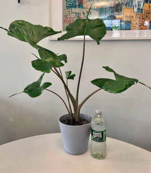 Gorgeous medium size Alocasia Stingray rare tropical house plant