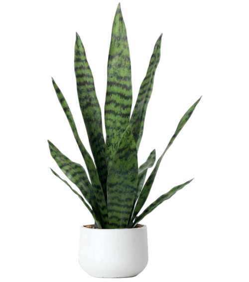 Bird Fiy Artificial Snake Plant