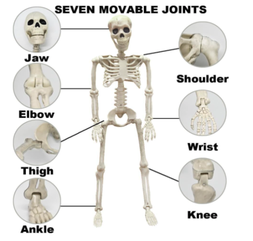 36" Skeleton Halloween Decorations