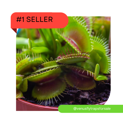 Venus Flytrap in a 3 inch pot