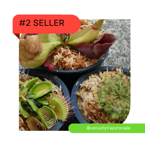3 Adult Carnivorous Plants 1 Venus Flytrap, 1 Pitcher Plant 1 Sundew