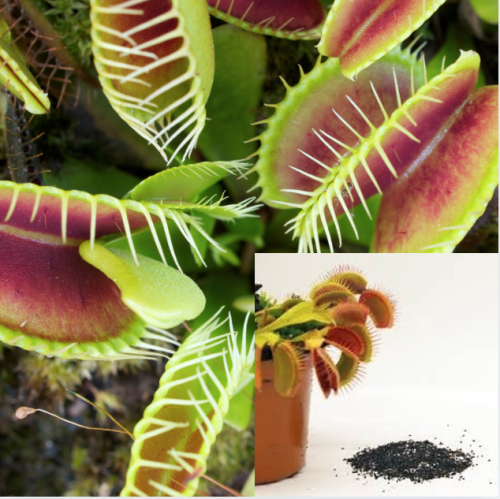 Venus Flytrap Seeds 100