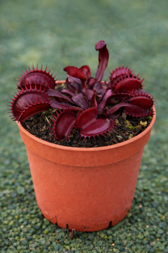 Red Dragon Venus Flytrap (Akai Ryu) – Live Carnivorous Plant (3" Pot)