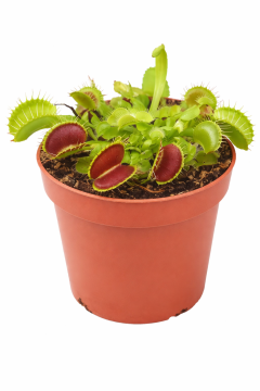 3-Inch Live Venus Flytrap Plant – Dionaea Muscipula Carnivorous Houseplant