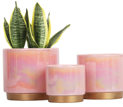 Plant Pots