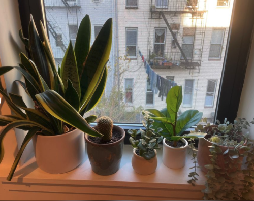 Move Out Sale - Plants