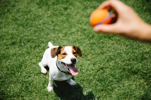 Pet sitter