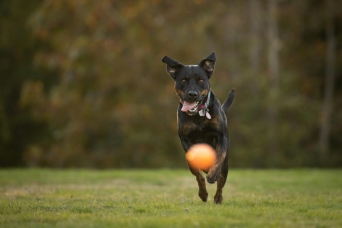 Pet sitter