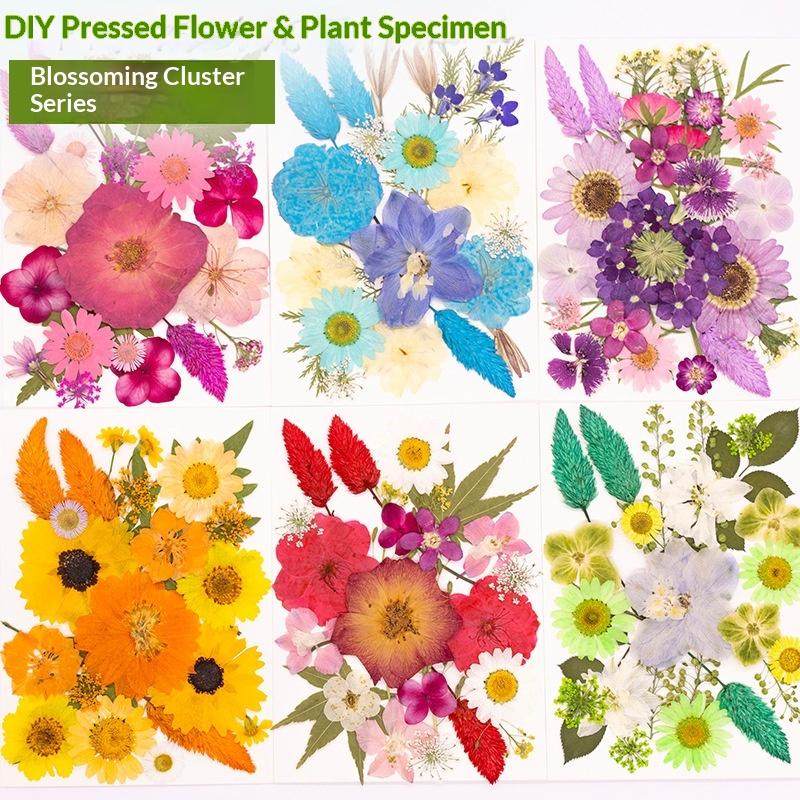 DIY Pressed Flower Plant Mix Dried Flowers And Leaves For Parent-Child Activities