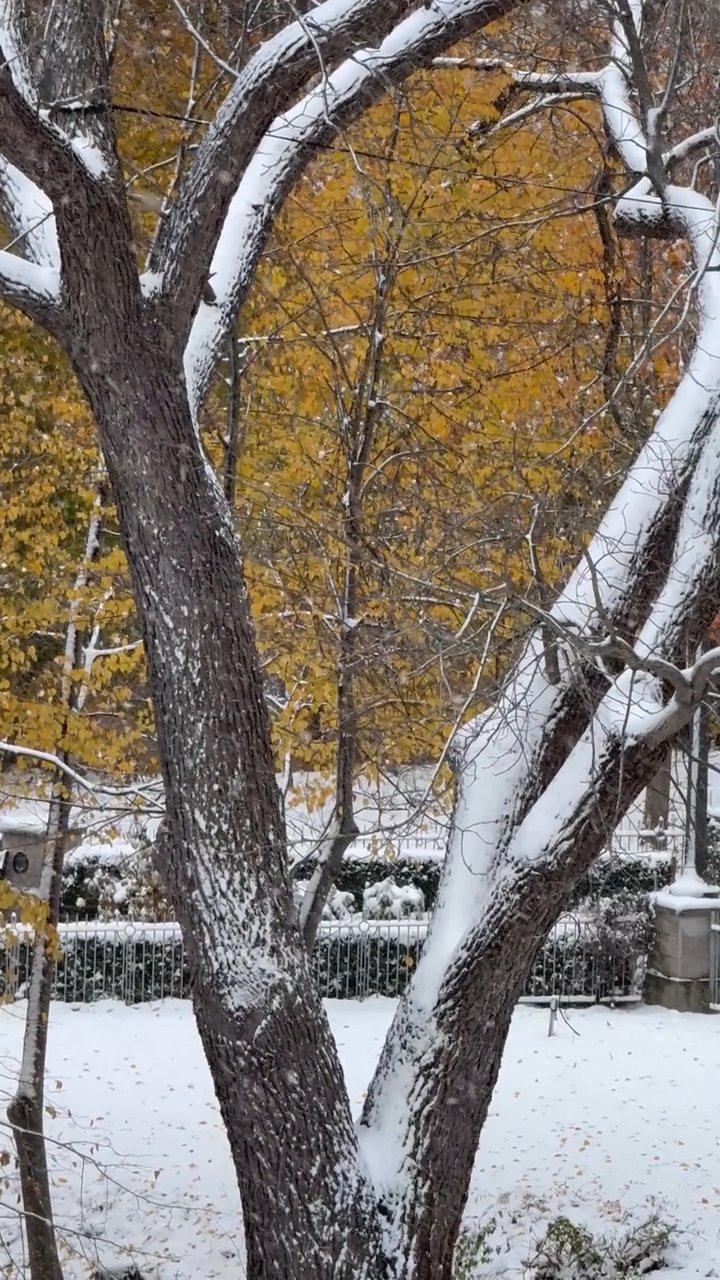 snow falling