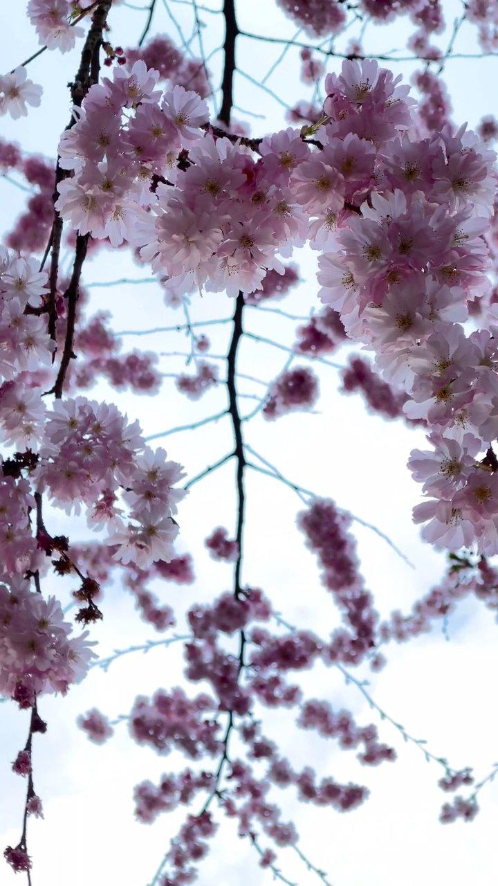 cherry blossom japan